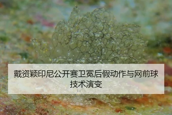 戴资颖印尼公开赛卫冕后假动作与网前球技术演变